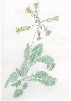 http://www.francesleeceramics.com/files/gimgs/th-28_cowslip web.jpg